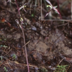 Acianthus exsertus (Large Mosquito Orchid) at Benandarah State Forest - 8 Jun 1998 by BettyDonWood