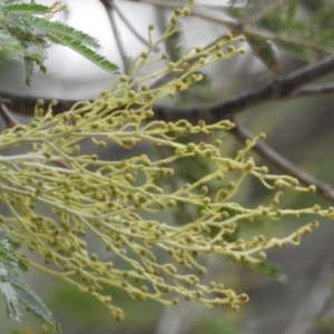 Acacia sp. at Paddys River, ACT - 22 Apr 2018 09:51 AM