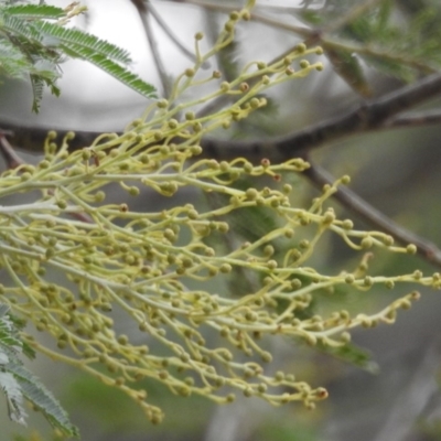 Acacia sp. (A Wattle) at Paddys River, ACT - 22 Apr 2018 by YumiCallaway