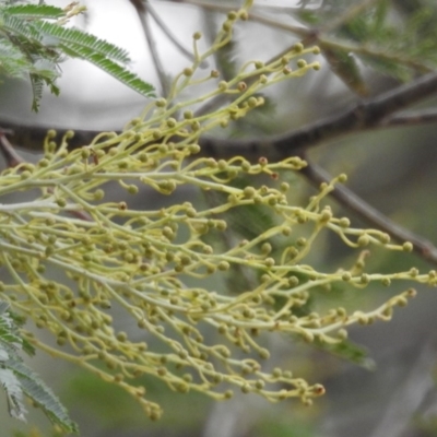 Acacia sp. (A Wattle) at Paddys River, ACT - 21 Apr 2018 by YumiCallaway