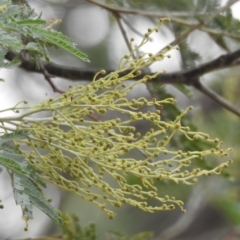 Acacia sp. at Paddys River, ACT - 22 Apr 2018 09:51 AM