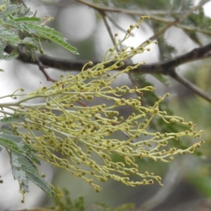 Acacia sp. at Paddys River, ACT - 22 Apr 2018 09:51 AM