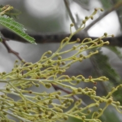 Acacia sp. at Paddys River, ACT - 22 Apr 2018 09:51 AM