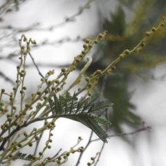 Acacia sp. at Paddys River, ACT - 22 Apr 2018 09:51 AM