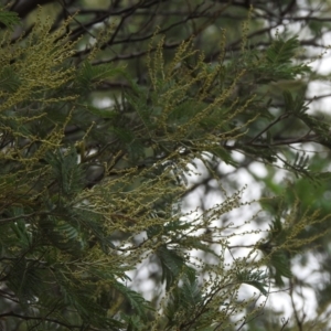 Acacia sp. at Paddys River, ACT - 22 Apr 2018 09:51 AM