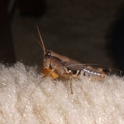 Phaulacridium vittatum (Wingless Grasshopper) at Fadden, ACT - 24 Jan 2016 by YumiCallaway