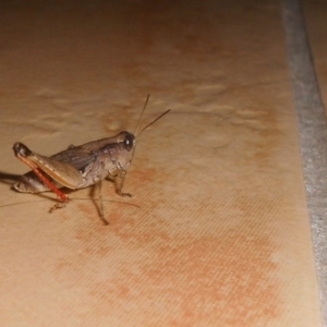 Phaulacridium vittatum at Fadden, ACT - 24 Jan 2016