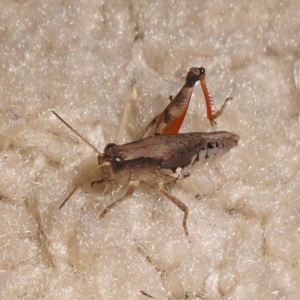 Phaulacridium vittatum at Fadden, ACT - 24 Jan 2016