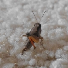 Phaulacridium vittatum at Fadden, ACT - 24 Jan 2016