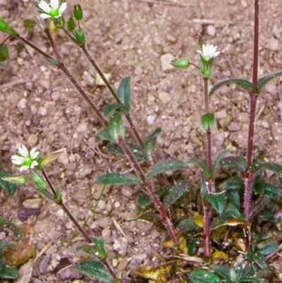 Cerastium vulgare (Mouse Ear Chickweed) at Deua National Park (CNM area) - 10 Feb 1998 by BettyDonWood