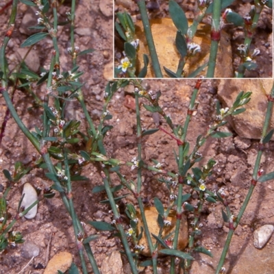 Polygonum arenastrum (Wireweed) at Deua National Park (CNM area) - 9 Feb 1998 by BettyDonWood