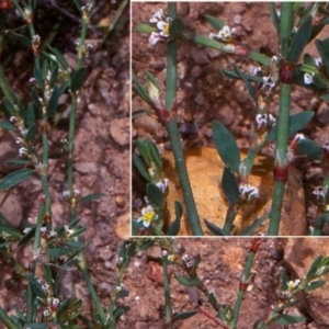 Polygonum arenastrum at Deua National Park (CNM area) - 10 Feb 1998 12:00 AM