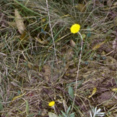 Leptorhynchos squamatus subsp. alpinus (Scaly Buttons) at Deua National Park (CNM area) - 9 Feb 1998 by BettyDonWood