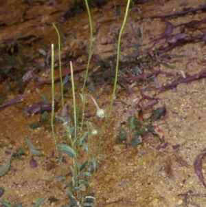 Brachyscome tenuiscapa var. pubescens at Snowball, NSW - 10 Feb 1998