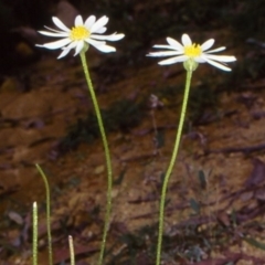 Brachyscome tenuiscapa var. pubescens at Snowball, NSW - 10 Feb 1998