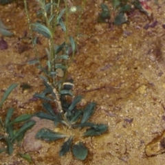 Brachyscome tenuiscapa var. pubescens at Snowball, NSW - 10 Feb 1998