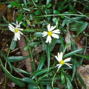 Brachyscome aculeata at Peak View, NSW - 6 Apr 1999