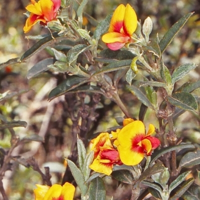 Podolobium alpestre (Shaggy Alpine Pea) at Deua National Park (CNM area) - 5 Jan 1998 by BettyDonWood