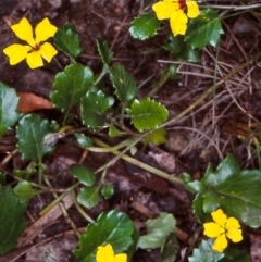 Goodenia hederacea subsp. alpestris at Deua National Park (CNM area) - 10 Feb 1998 by BettyDonWood