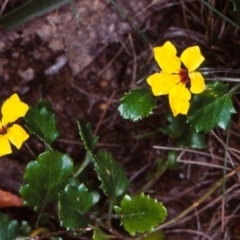 Goodenia hederacea subsp. alpestris at Deua National Park (CNM area) - 10 Feb 1998