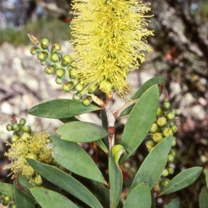 Callistemon pallidus at Deua National Park (CNM area) - 2 Dec 1997 12:00 AM