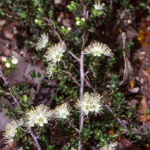 Kunzea badjaensis at Deua National Park (CNM area) - 2 Dec 1997 12:00 AM