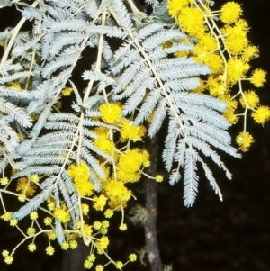 Acacia dealbata subsp. subalpina at Badja Swamps Nature Reserve - 4 Aug 1998 12:00 AM