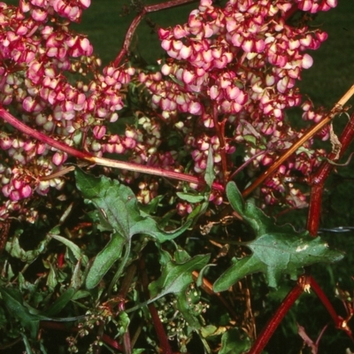 Rumex sagittata (Turkey Rhubarb, Rambling Dock) at Eurobodalla, NSW - 8 Mar 1998 by BettyDonWood