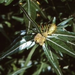 Xanthium spinosum (Bathurst Burr) at Eurobodalla, NSW - 8 Mar 1998 by BettyDonWood