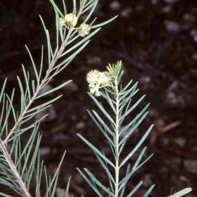 Acacia linifolia (White Wattle) at Bodalla State Forest - 13 May 1998 by BettyDonWood