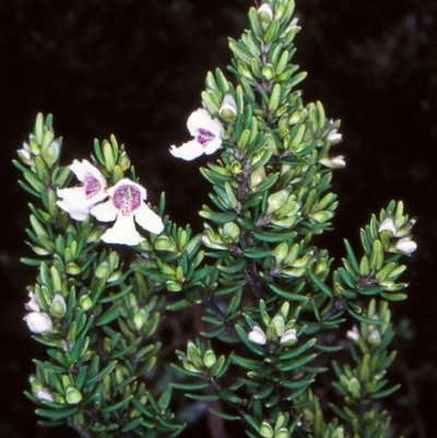 Prostanthera phylicifolia (Spiked Mint-bush) at Countegany, NSW - 5 Dec 1998 by BettyDonWood