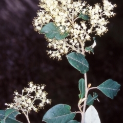 Pomaderris bodalla (Bodalla Pomaderris) at Bodalla State Forest - 23 Sep 2001 by BettyDonWood