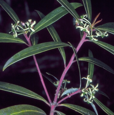 Tasmannia lanceolata (Mountain Pepper) at Badja State Forest - 13 Oct 1997 by BettyDonWood