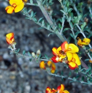 Mirbelia oxylobioides at Countegany, NSW - 4 Nov 1998