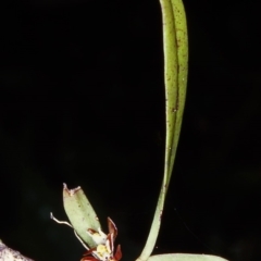 Plectorrhiza tridentata (Tangle Orchid) at Box Cutting Rainforest Walk - 13 Oct 2001 by BettyDonWood