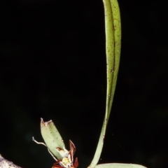 Plectorrhiza tridentata (Tangle Orchid) at Box Cutting Rainforest Walk - 12 Oct 2001 by BettyDonWood