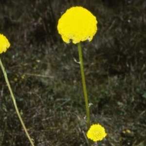 Craspedia gracilis at Badja State Forest - 11 Dec 1997