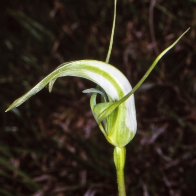 Pterostylis falcata (Sickle Greenhood) at Badja State Forest - 11 Dec 1997 by BettyDonWood