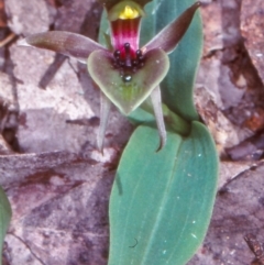 Chiloglottis valida (Large Bird Orchid) at Badja State Forest - 4 Nov 1998 by BettyDonWood