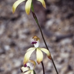 Caladenia hildae (Golden Caps) by BettyDonWood