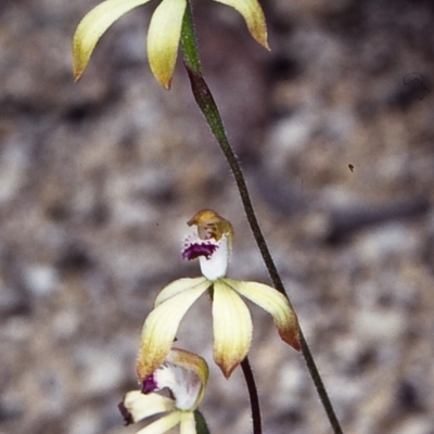 Caladenia hildae (Golden Caps) by BettyDonWood