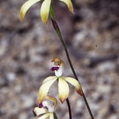 Caladenia hildae (Golden Caps) at Wadbilliga National Park - 3 Nov 1998 by BettyDonWood