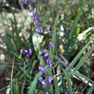 Dianella tasmanica at Countegany, NSW - 11 Feb 1998