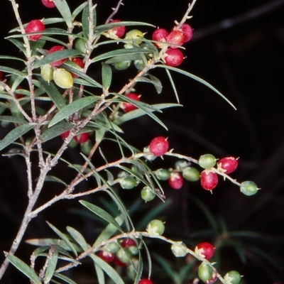 Leucopogon affinis (Lance Beard-heath) at Countegany, NSW - 11 Feb 1998 by BettyDonWood