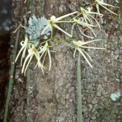 Dockrillia teretifolia (A Rat's Tail Orchid) at Narooma, NSW - 8 Aug 1998 by BettyDonWood