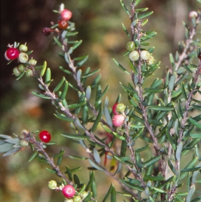 Acrothamnus hookeri (Mountain Beard Heath) at Countegany, NSW - 11 Feb 1998 by BettyDonWood