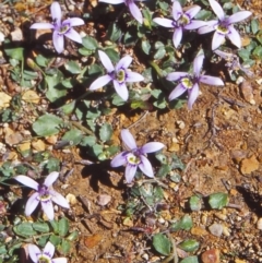 Isotoma fluviatilis subsp. australis (Swamp Isotome) at Countegany, NSW - 10 Feb 1998 by BettyDonWood