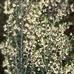 Pomaderris phylicifolia subsp. ericoides (Narrow-leaf Pomaderris) at Countegany, NSW - 22 Nov 1997 by BettyDonWood