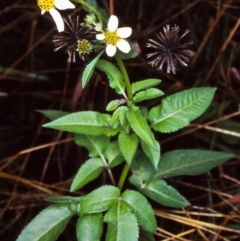 Bidens pilosa (Cobbler's Pegs, Farmer's Friend) at Narooma, NSW - 4 May 1998 by BettyDonWood