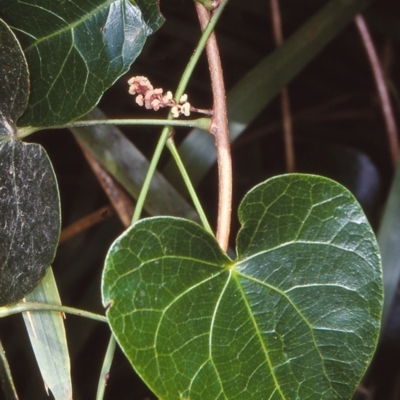 Sarcopetalum harveyanum (Pearl Vine) at Bodalla State Forest - 19 Dec 1997 by BettyDonWood